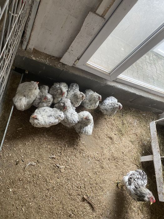 Oua si pui  araucana