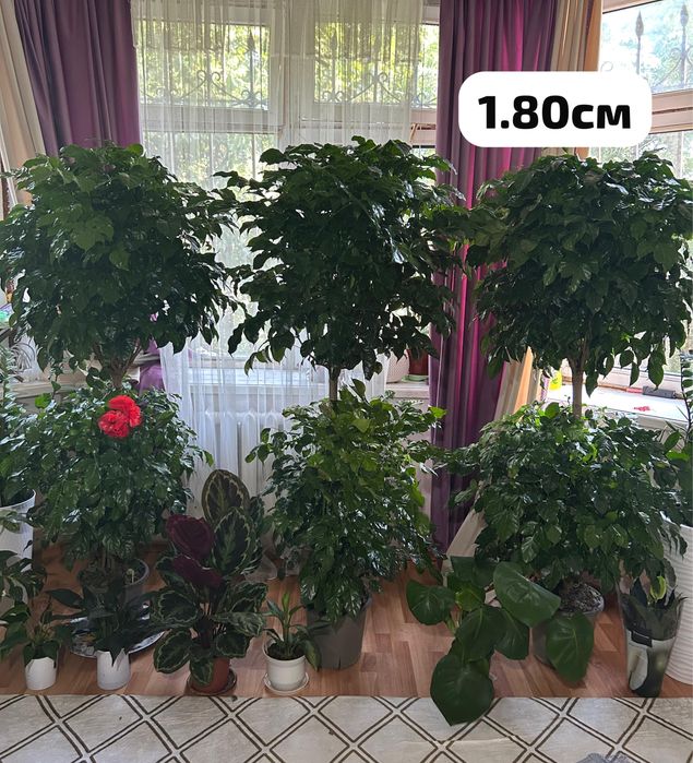 Әдемі үлкен гүлдер бар.