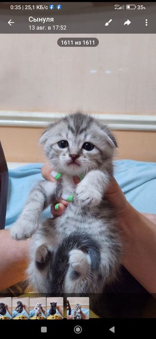 Породистые красивые котята