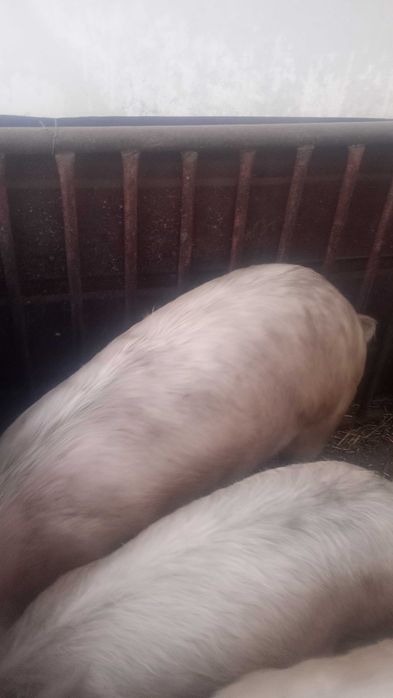 Домашно гледани  прасета