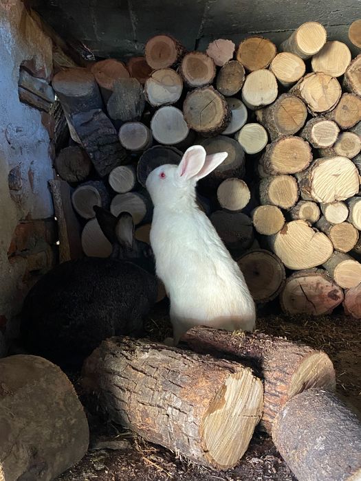 Свободни зайци за продажба