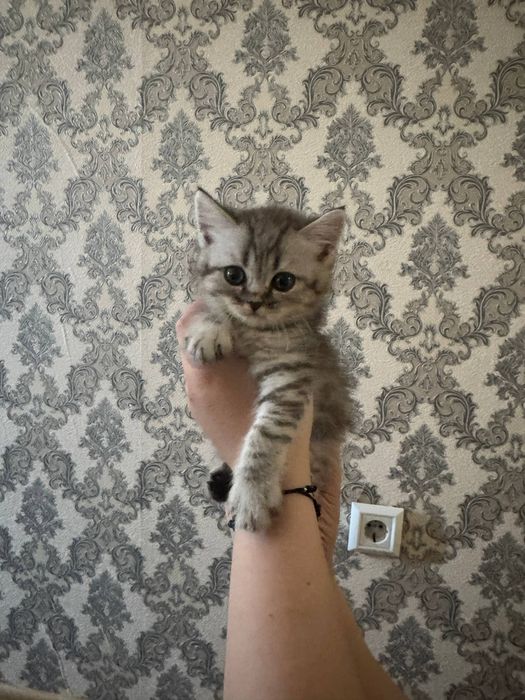 Mushuk котята shinshila
