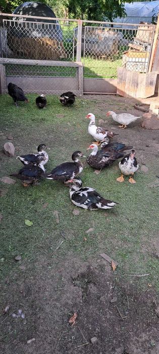 Rațe mute de vânzare