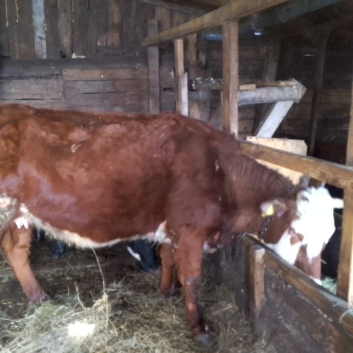Продам Корову и Тёлку