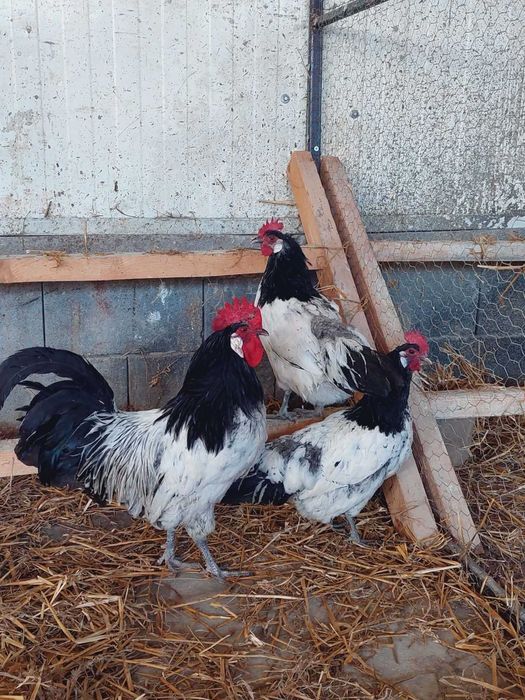 familie de gaini