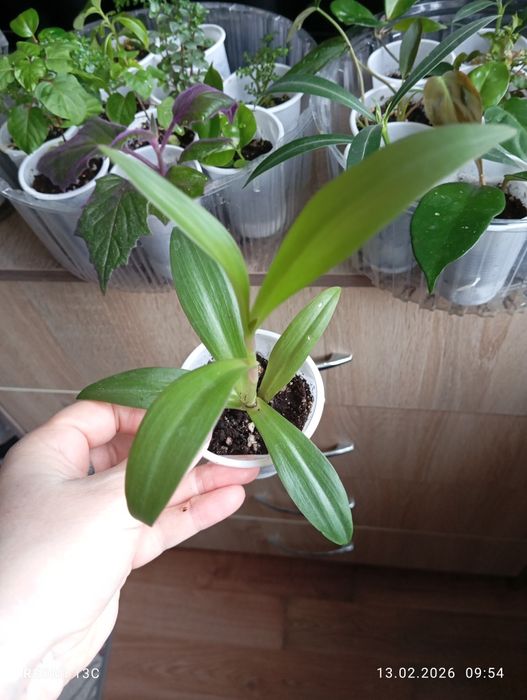 Продам отростки растений укорененые