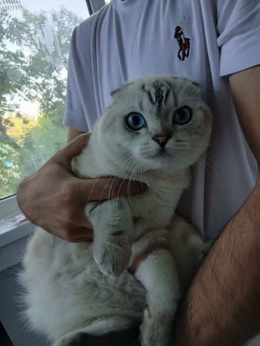 Шотландский вислоухий кот приглашает  вязку 
Предлагается к вязке