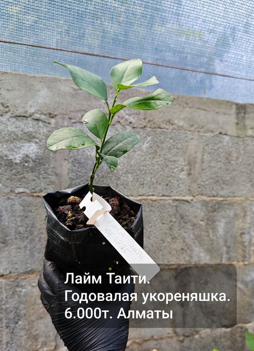 Лайм, лимон, апельсин - плодовые экзоты