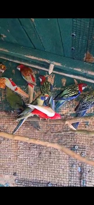 Papagali Rosella de vânzare