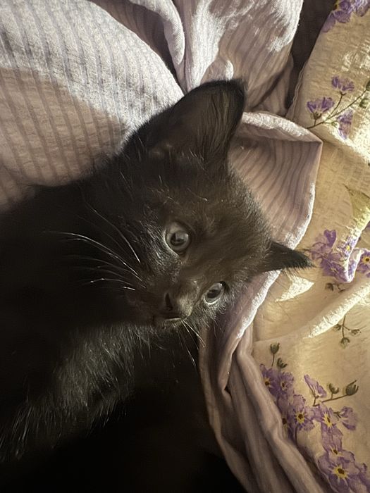 Отдам котят бесплатно