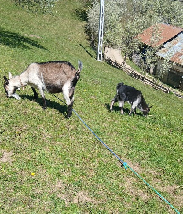 Vindem capra tânără și ied Cimpeni Dealu Capsei  700 lei preț negociabil