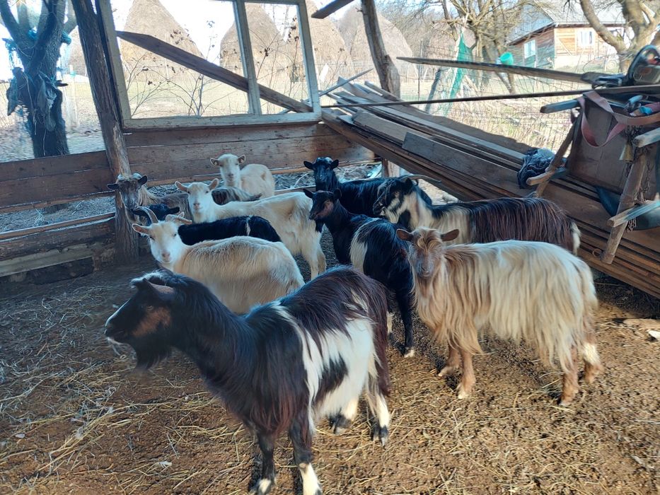 Vând capre gestante