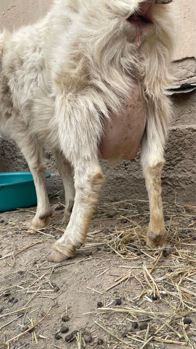 Орыс Ешки лагымен сатылады!