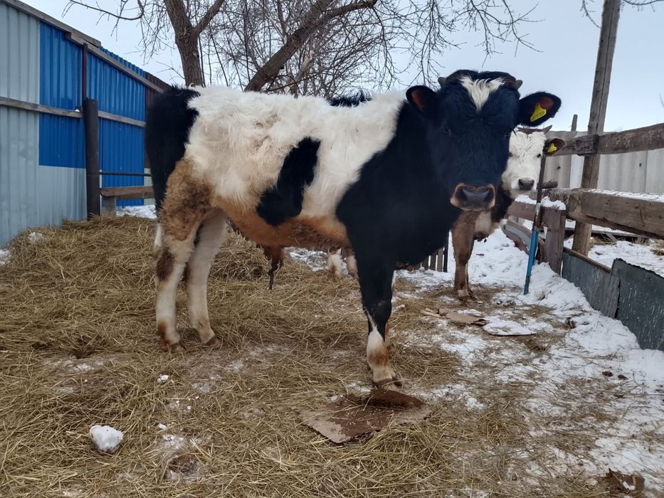 1 жылдық еркек бұзау сатылады