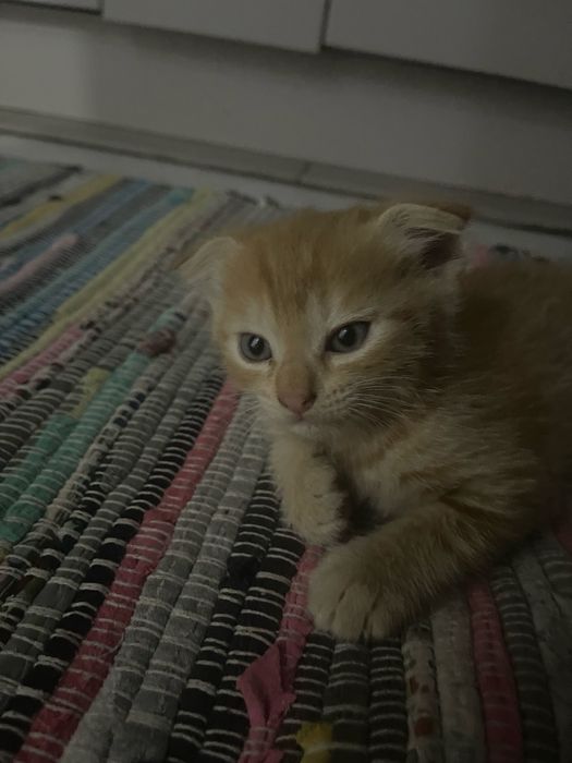 Продаются котята
