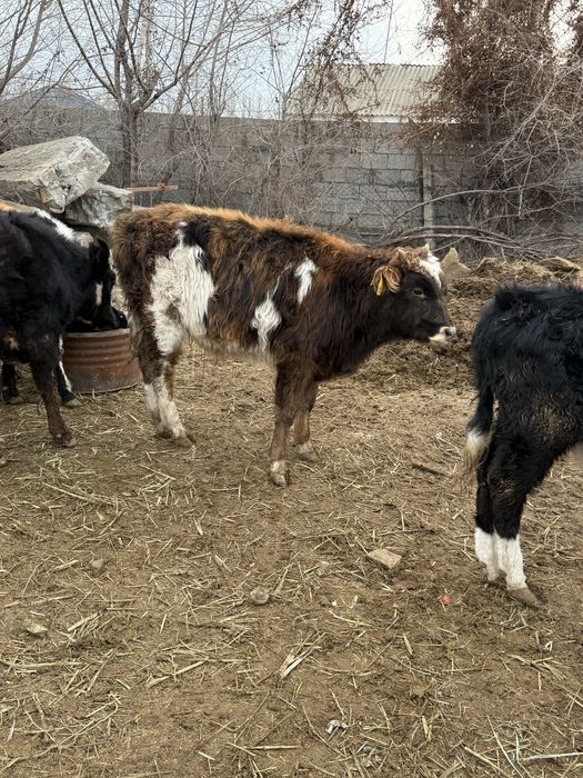 Бычки подсосы бұқа бұзау бык