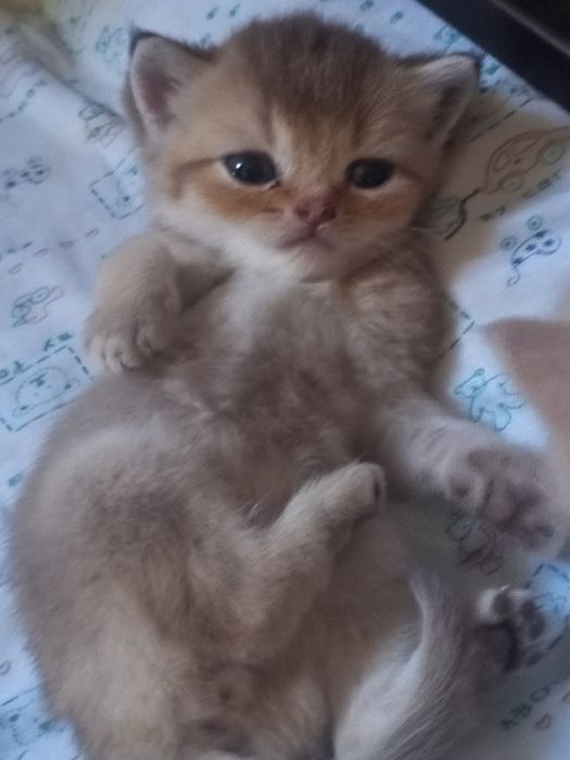 Продам котят породистых