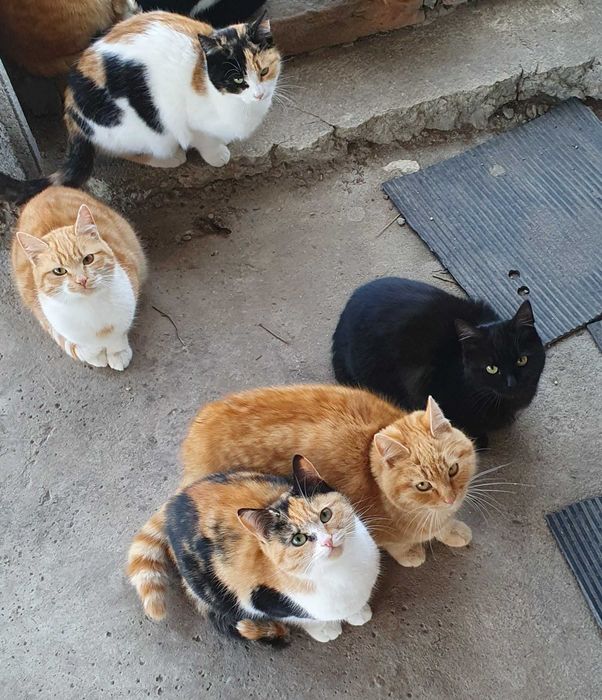 Черна котка на 6 мес. търси дом