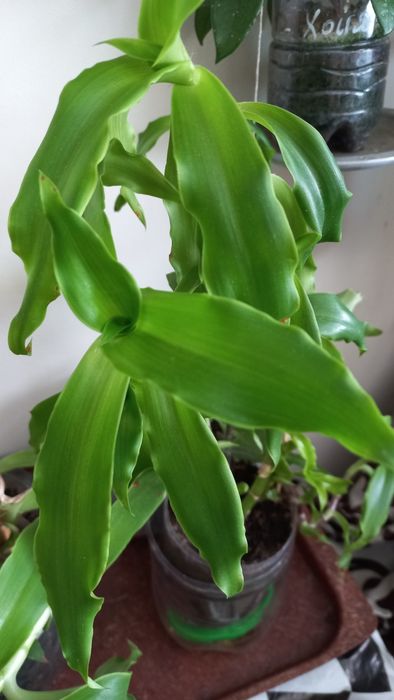 Кактус . золотой Ус.