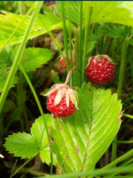 Ферма, Фазенда, Откорм площадка