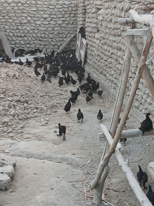 Andijon aqratovuq jo‘jalari sotiladi