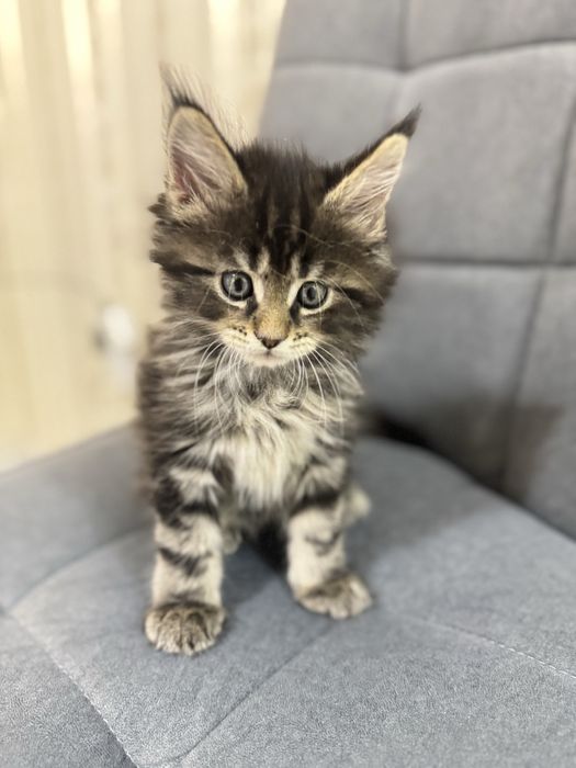 Мейн -Кун. Мальчик