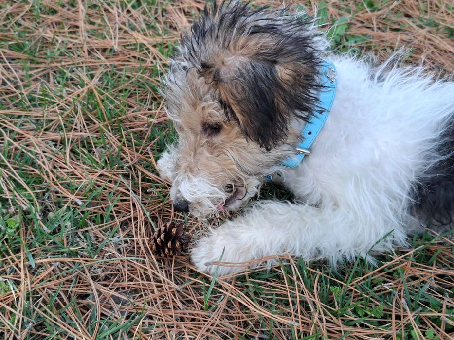 Продам фокстерьера девочку 4 месяца