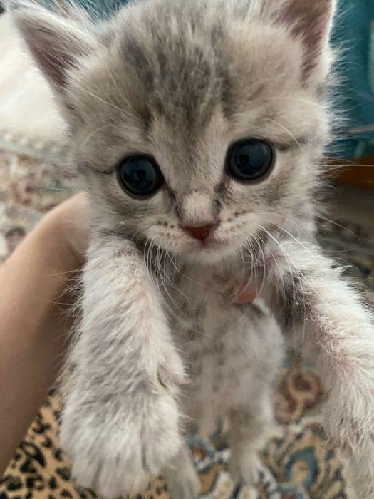 Продаю свою кошку