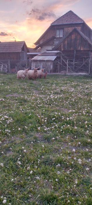 De vânzare oi Racka