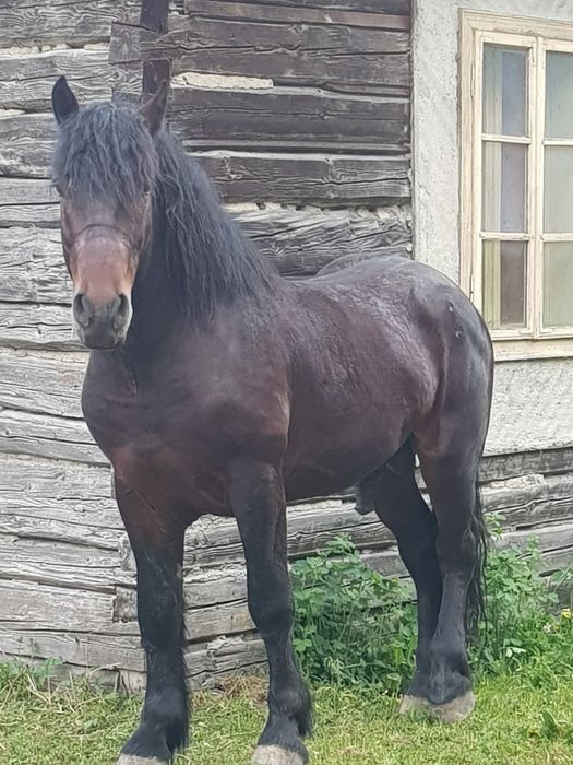 De vânzare armăsar de 3 ani