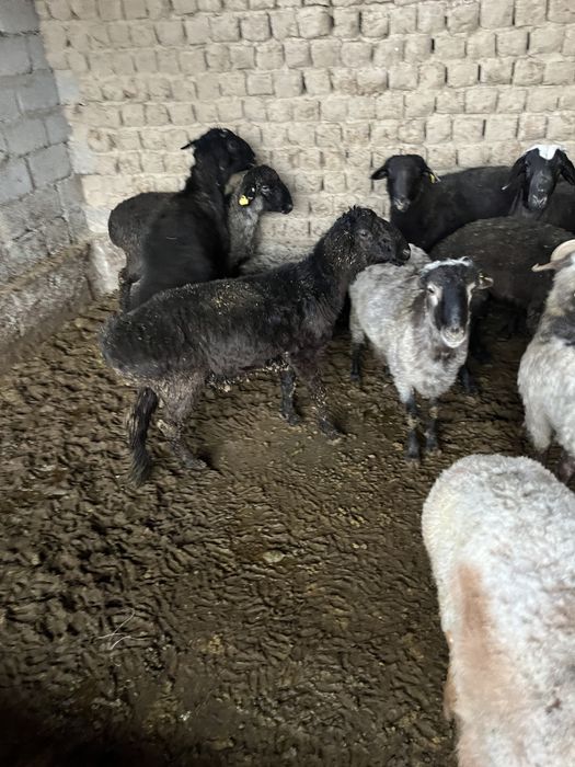 Қошқар бар сойып беремиз басын үйітіп береміз