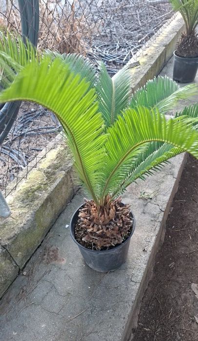 Vând palmieri din Spania Cycas Revolut