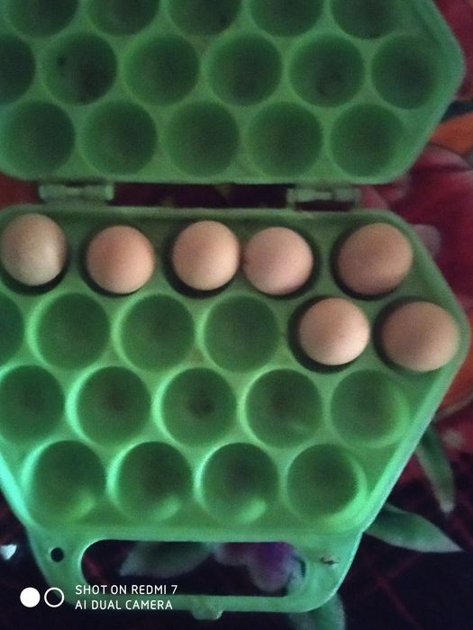 Sesarka tuxumlari sotiladi