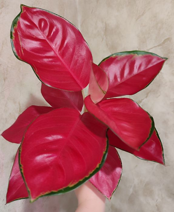 Тайские Аглаонемы