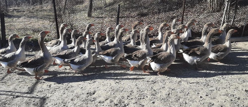 Продавам оплодени гъши яйца и гъсета