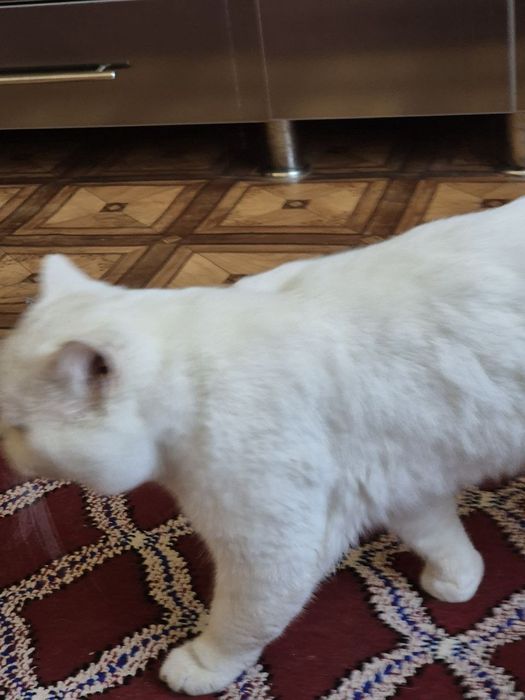 Белая британская короткошёрстная кошка