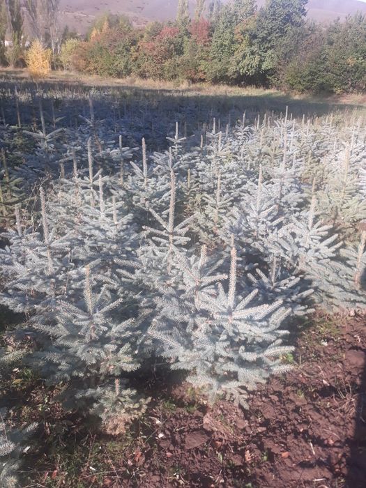 Голубая Ель сенсалари сотилади Селбериский нави Мовий оқ арча 3 йиллик