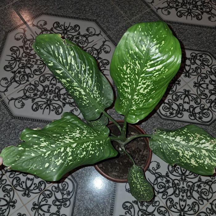 Домашние цветы Мырзакент