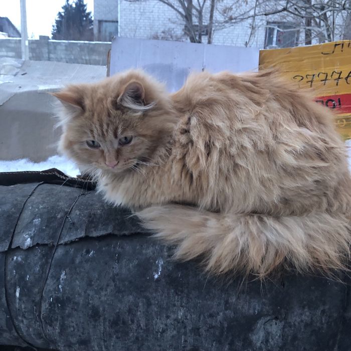 Животные . Кошки.