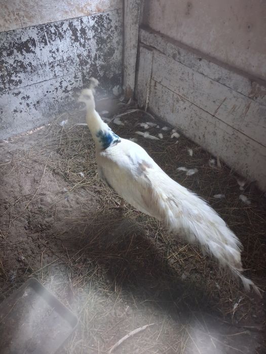 Vând sau schimb paun