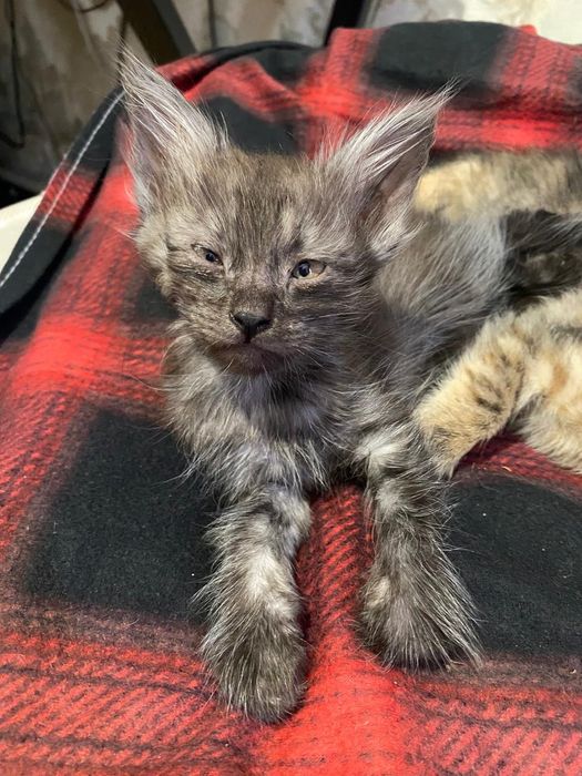 Отдам котят в добрые руки мальчик и две девочки