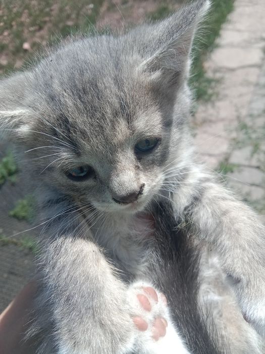 Отдам в хорошие руки