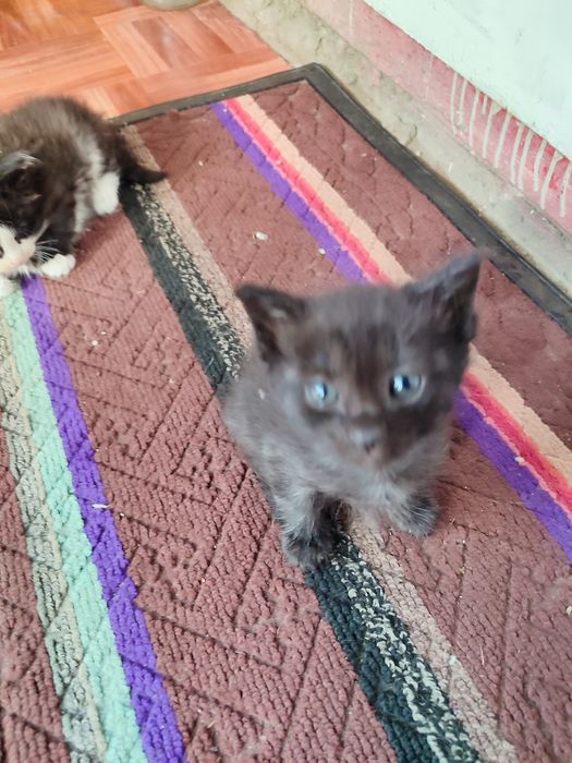 Месячные котята в добрые руки