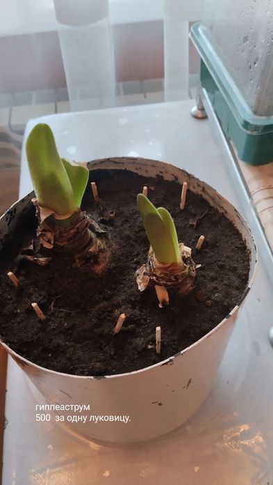 Предлагаю цветы комнатные.