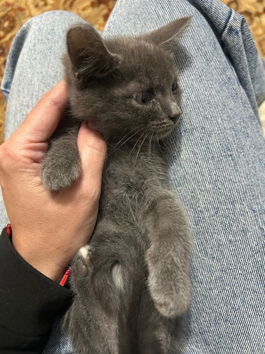 Отдам котенка в добрые руки