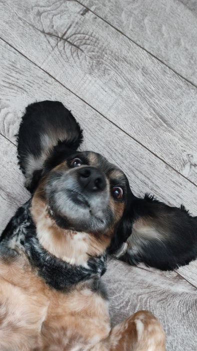 Вязка Русский Спаниель