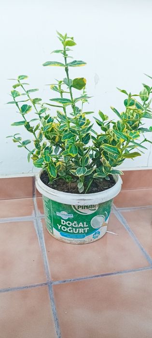 Продавам рози,алое,салвия,евонимус,чашкодрян,чемшир,делосперма