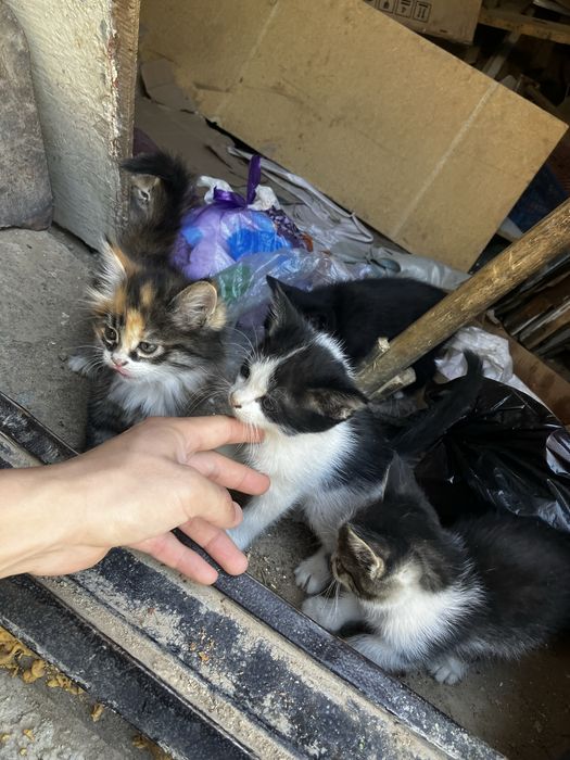 кошка мысық котята кот