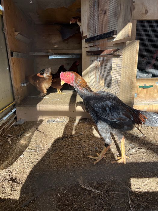 Продам бойцового петуха Дакан