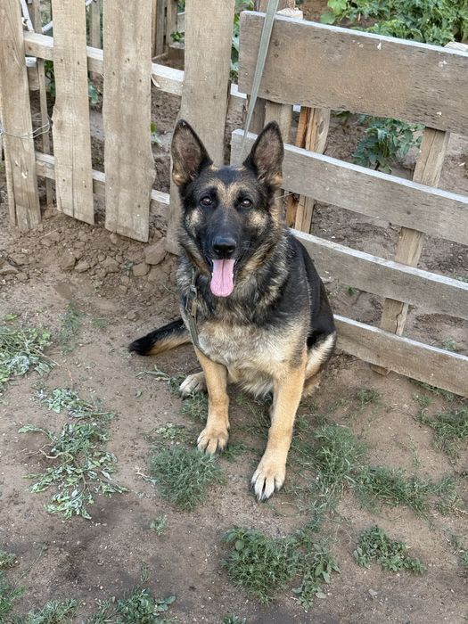 Немецкий овчарка добрый